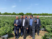 تکاپو برای تجاری‌سازی کشت «بلوبری» در ساری